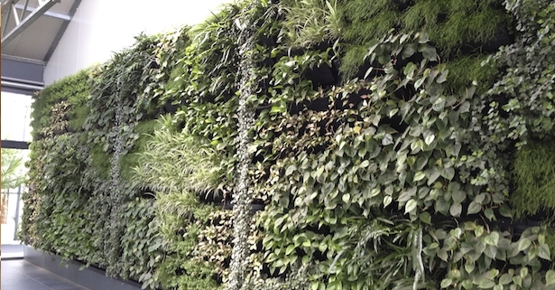 Large green walls are spectacular. But how do you keep them that way?