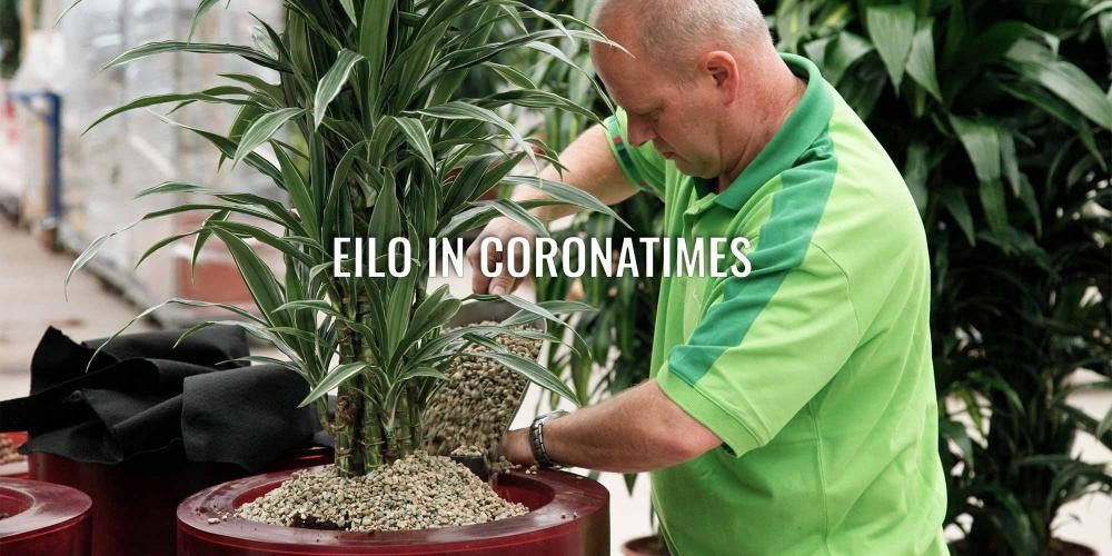 corona eilo corona eilo