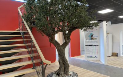 Centenary Olive Treekit